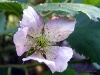 Brombeerblüte